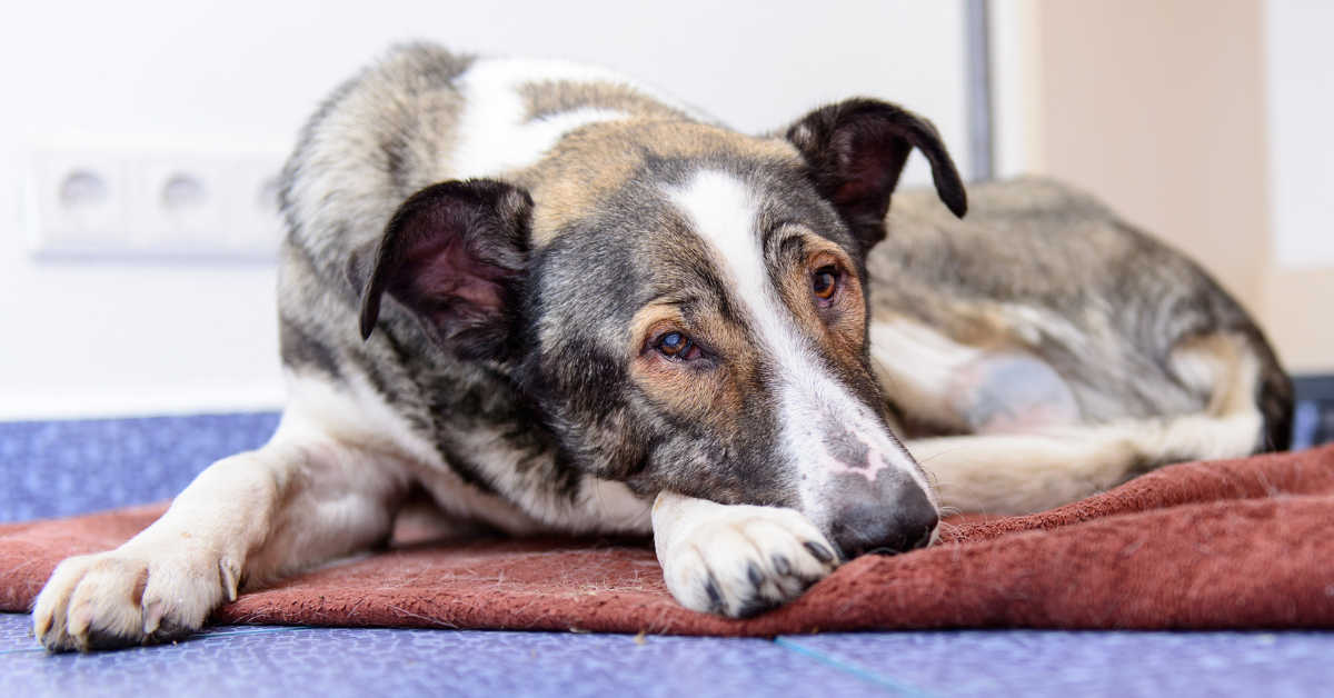 Signs and Symptoms of Edible Ingestion in Dogs