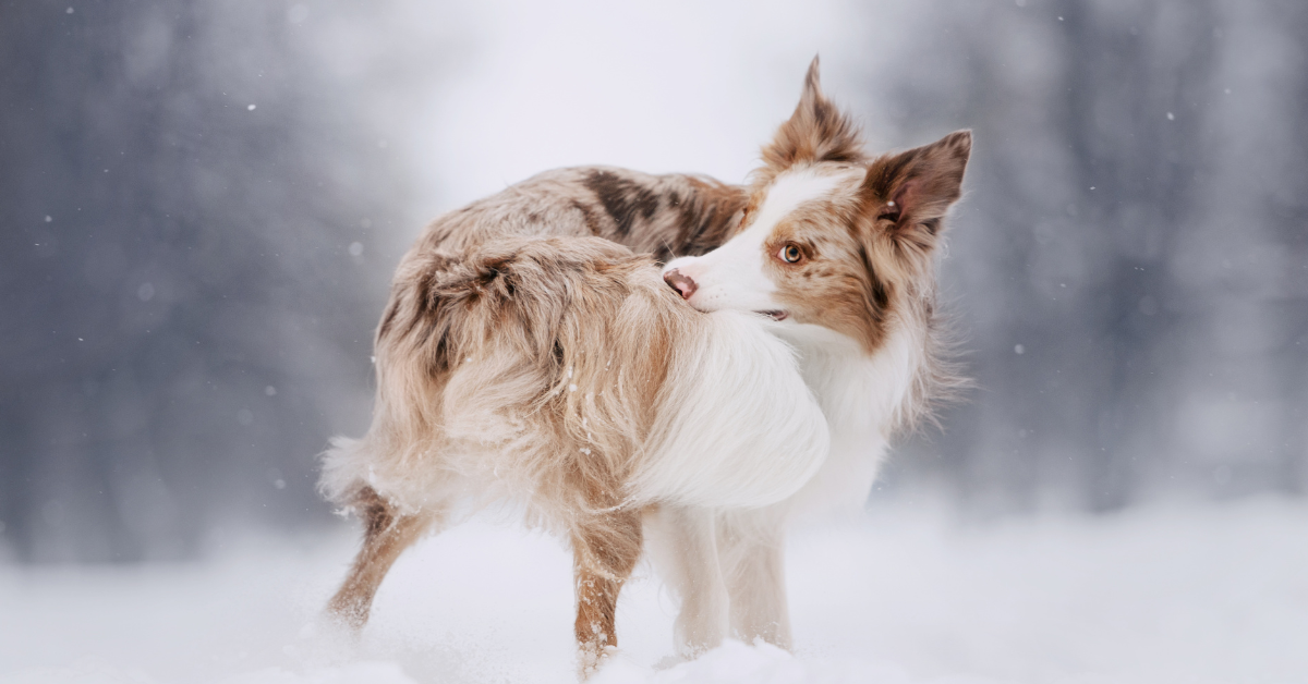 Symptoms of Anal Fluid Leakage in Dogs