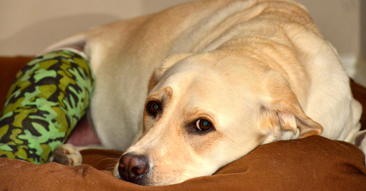 Symptoms of Grape Poisoning in Dogs