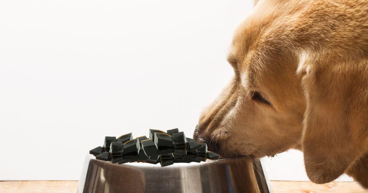 What Should I Do if My Dog Ate Grape Jelly?
