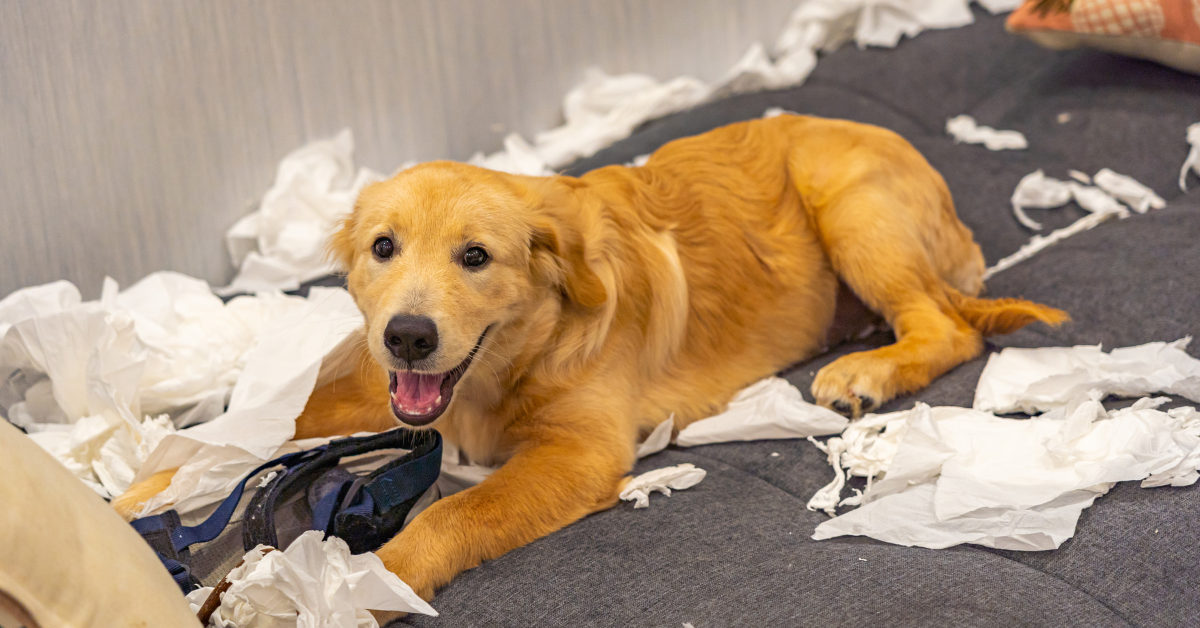 What Should I Do if My Dog Ate Paper Towel?