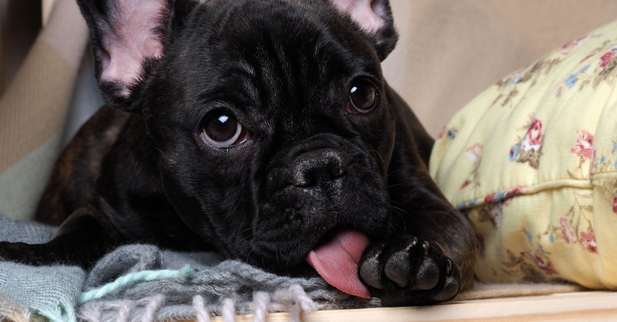 What Should You Do When Your Dog Has Licked Castor Oil