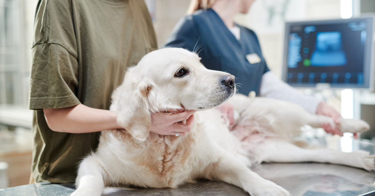 When Should the Dog be Taken to the Vet?