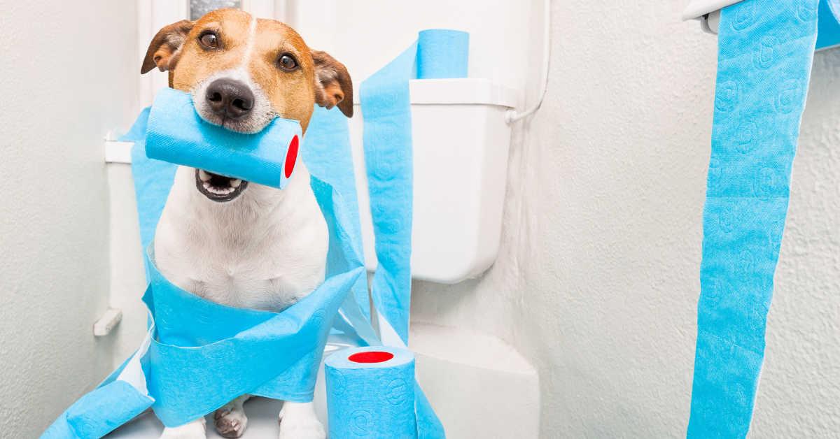 Why Do Dogs Eat Paper Towels? 5 Possible Reasons