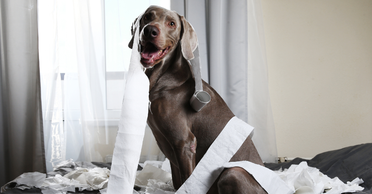 Will Eating a Paper Towel Hurt My Dog?