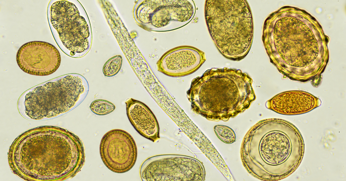 Worms or Parasites