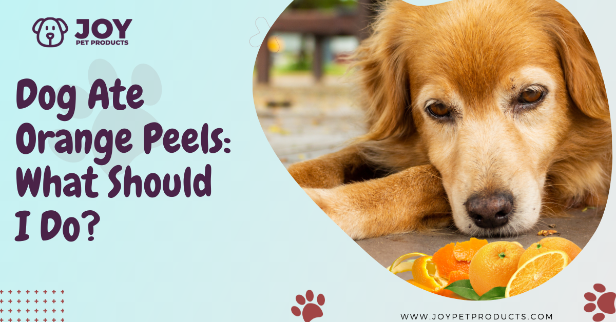 dog ate orange peel