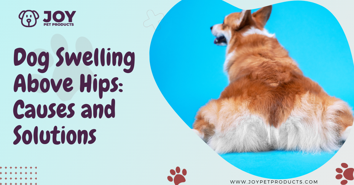 dog swelling above hips