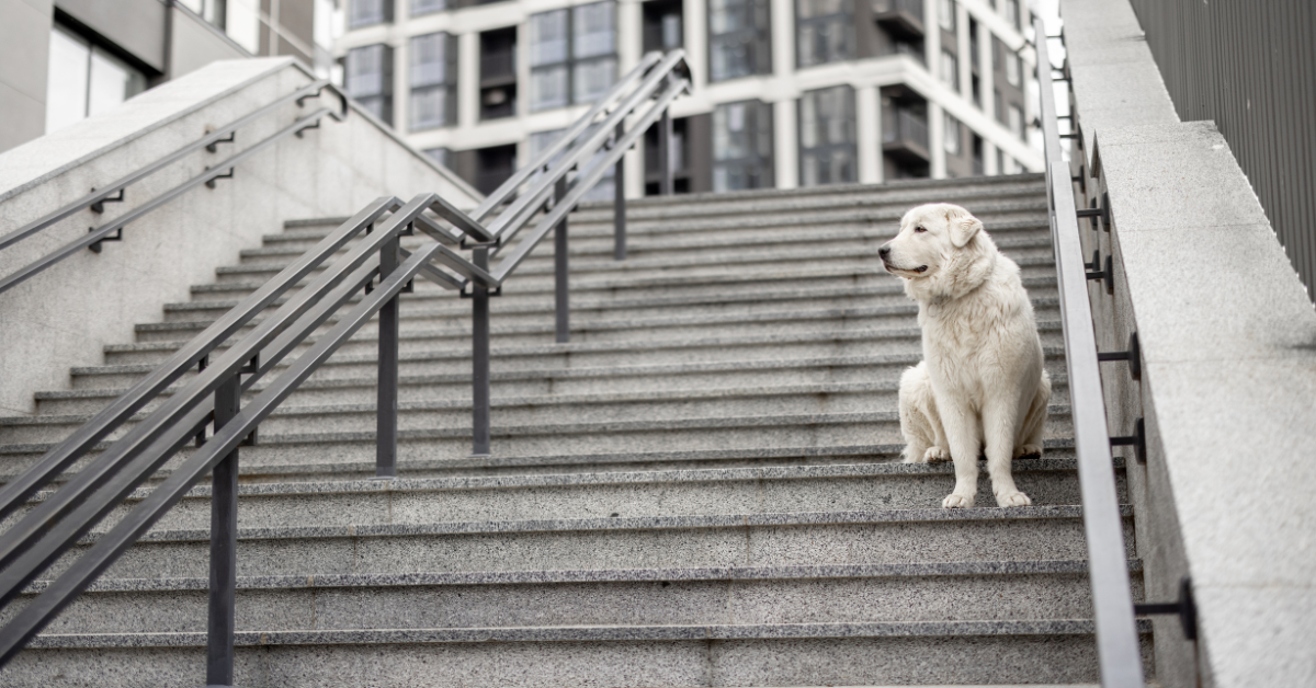 7 Ways to Overcome a Stair Phobia in Dogs