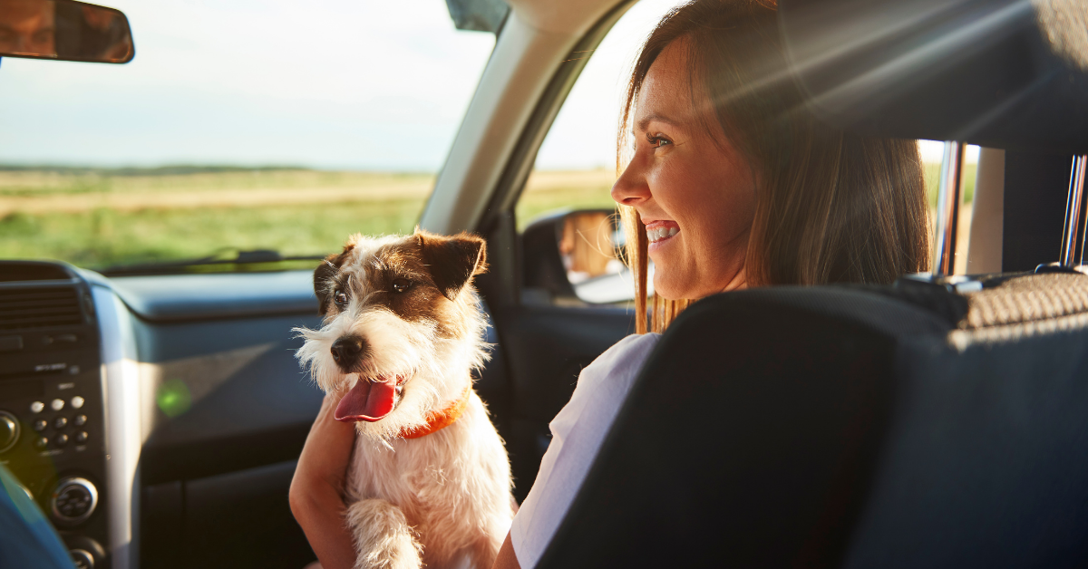 What to Do if Your Dog is Drooling in the Car